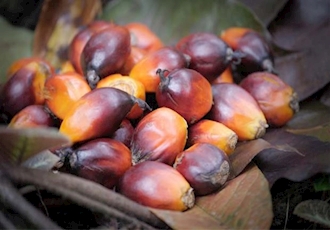 Malaysian palm oil/Vegoils: Market factors to watch Monday Jan 15 
