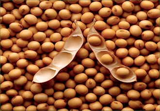 Buying over 85,000 MT Soybean from Farmers 