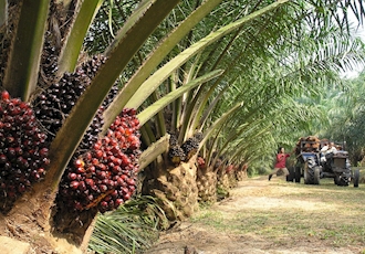 EU Restrictions on Palm Oil Imports