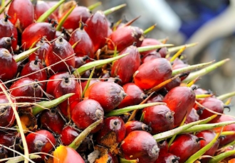 Palm oil prices fall more than 1% on India tax hike