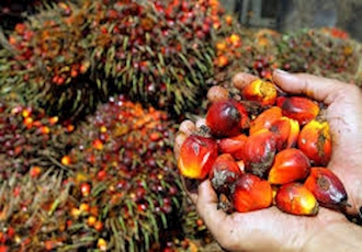 The third largest palm oil company in the world not affected by EU ban