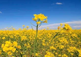 Fighting for the Future of Canola With Genetic Engineering