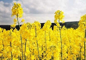 Rapeseed oil production in Russia at a three-year high